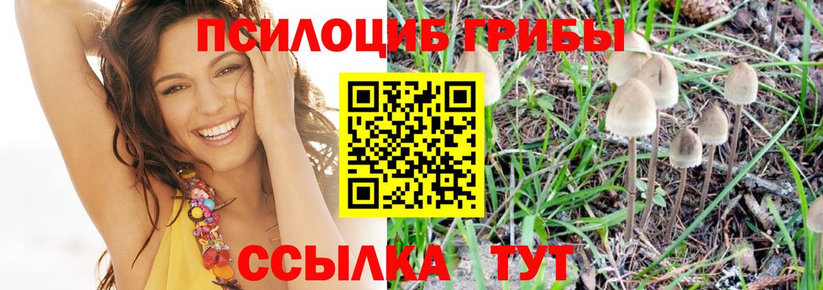 Курган  что такое наркотик  Вход с VPN  Псилоцибиновые грибы мухоморы  Галлюциногенные грибы Cubensis 